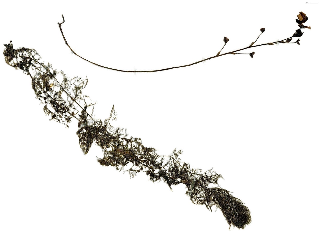 Utricularia australis (Lentibulariaceae)